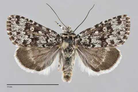 Sympistis lapponica