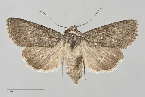 Sympistis major