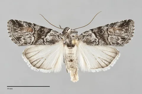 Sympistis meadiana