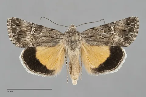 Sympistis mirificalis