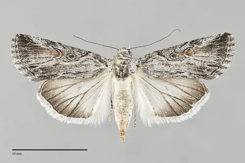 Sympistis orbicularis