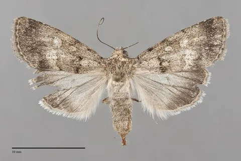 Sympistis pallida