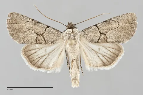 Sympistis pallidior