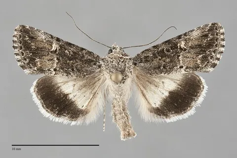 Sympistis parvacana