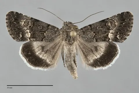 Sympistis parvanigra
