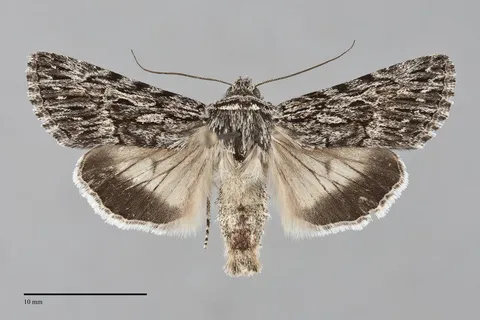 Sympistis poliochroa