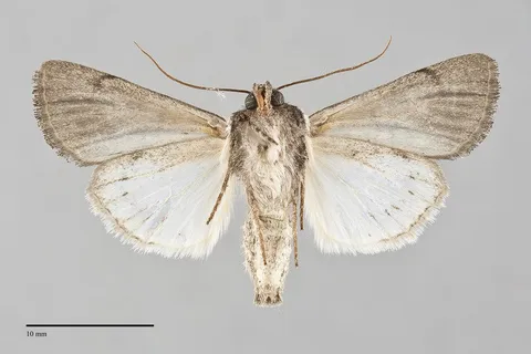 Sympistis ragani