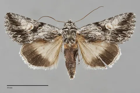 Sympistis sagittata
