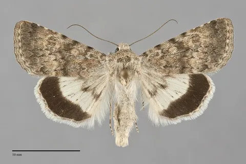 Sympistis sandaraca