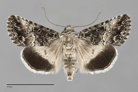 Sympistis satanella