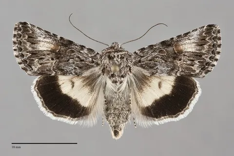 Sympistis saxatilis