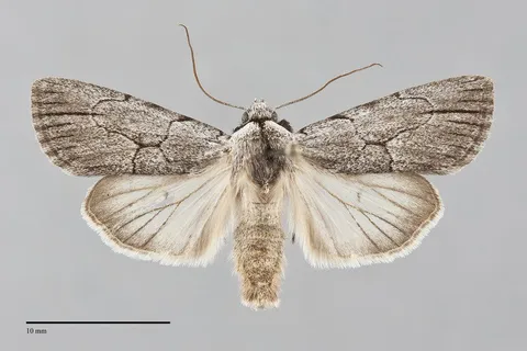 Sympistis semicollaris