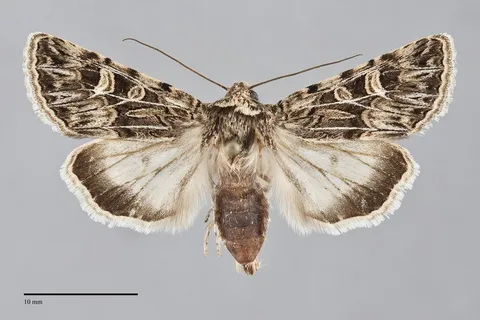Sympistis sesmu