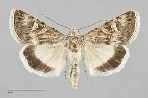 Sympistis seth