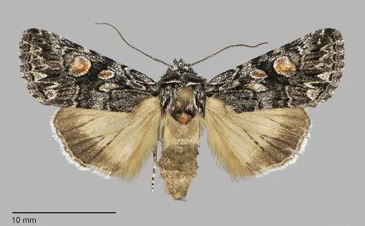 Sympistis shirleyae