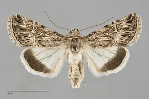 Sympistis simplex