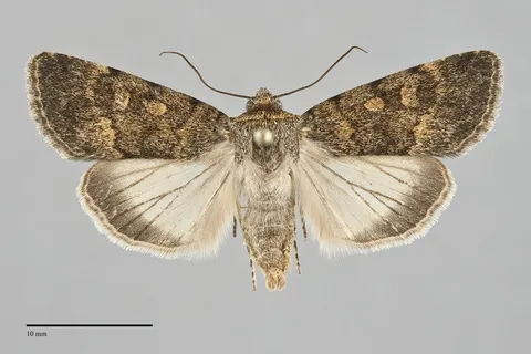 Sympistis sobek