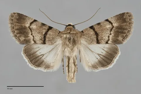 Sympistis sokar
