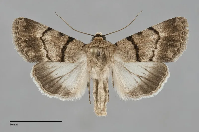 Sympistis sokar