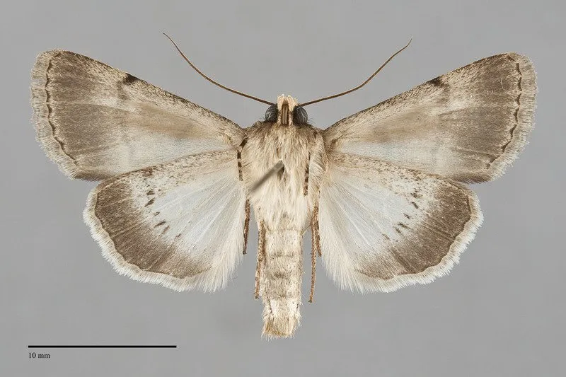 Sympistis sokar