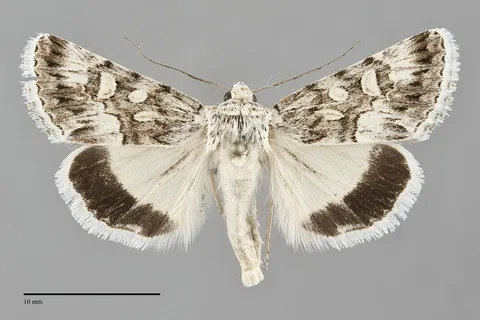 Sympistis tartarea