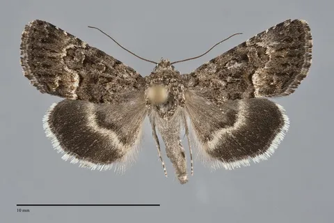 Sympistis tenuifascia
