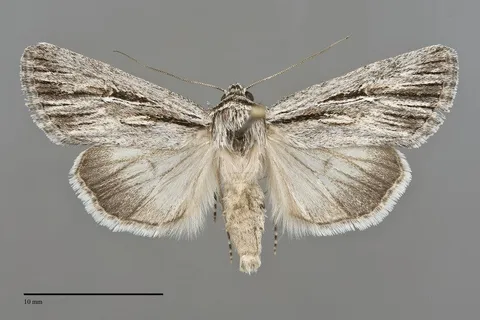 Sympistis utahensis