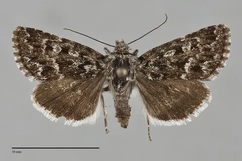 Sympistis wilsoni