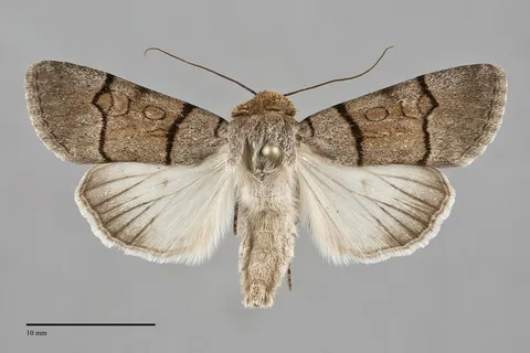 Sympistis youngi