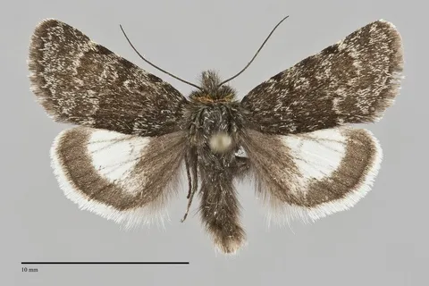 Sympistis zetterstedtii