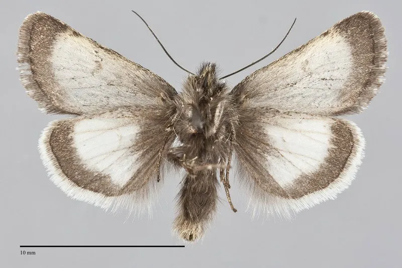 Sympistis zetterstedtii