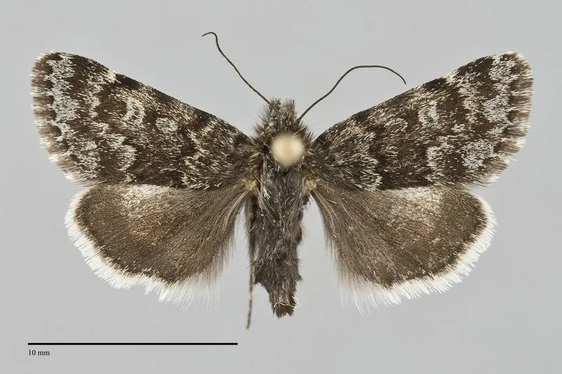 Sympistis zetterstedtii
