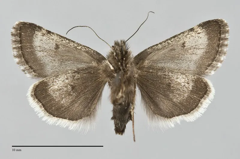 Sympistis zetterstedtii