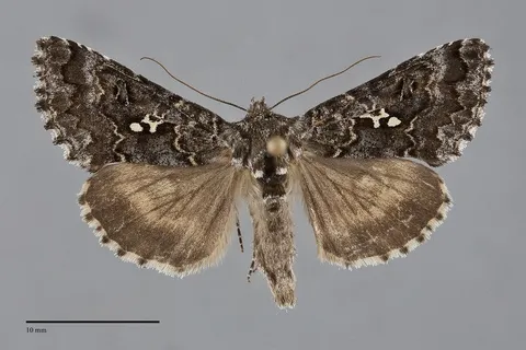 Syngrapha abstrusa