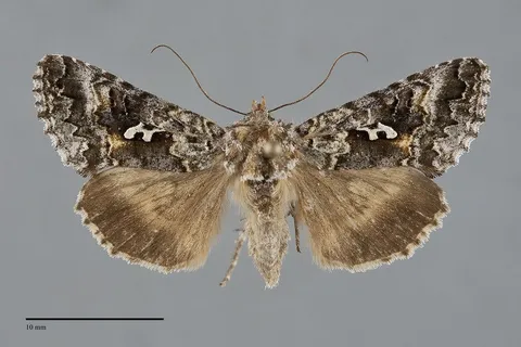 Syngrapha alias