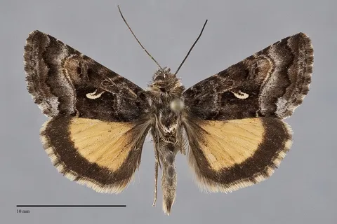 Syngrapha alticola