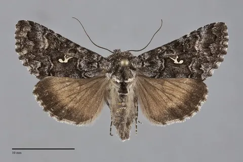 Syngrapha angulidens