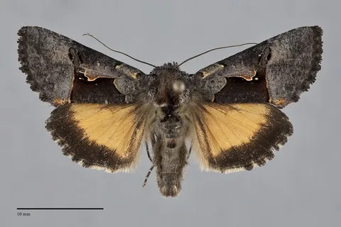 Syngrapha borea