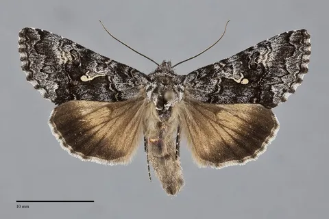 Syngrapha celsa