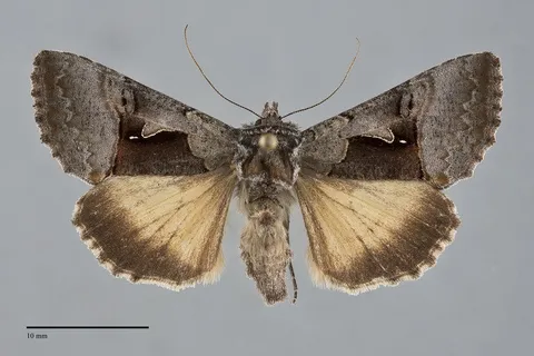 Syngrapha diasema
