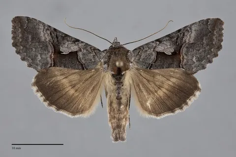 Syngrapha epigaea