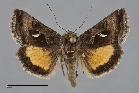 Syngrapha ignea