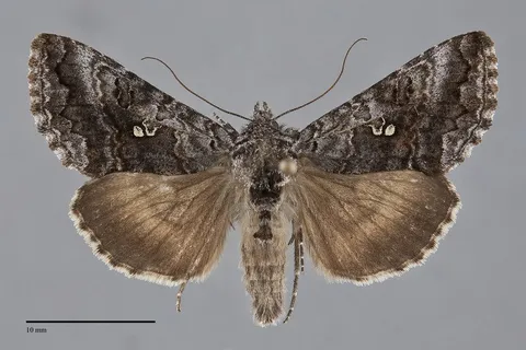 Syngrapha interrogationis