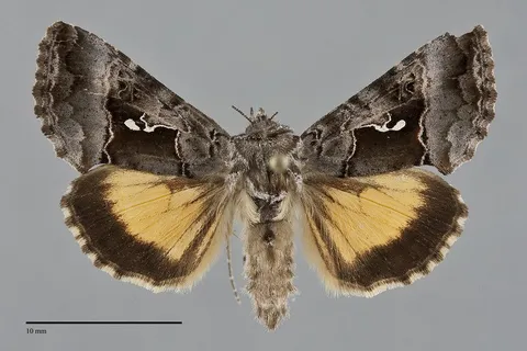 Syngrapha microgamma
