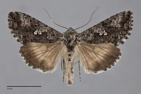 Syngrapha octoscripta