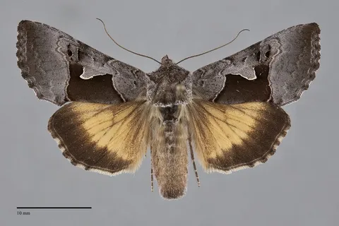 Syngrapha orophila