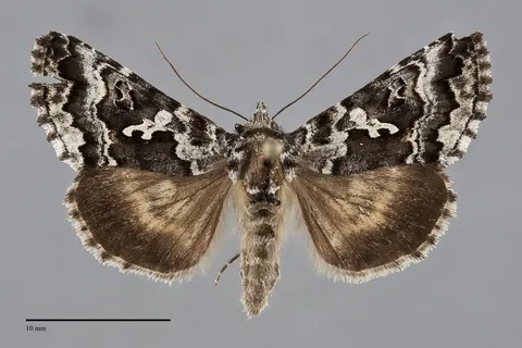 Syngrapha rectangula