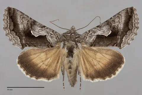 Syngrapha surena
