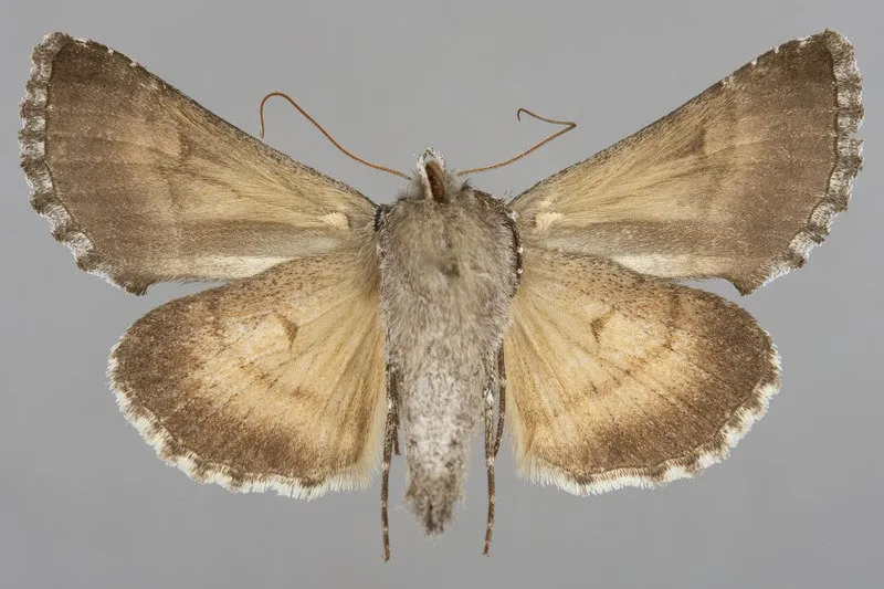 Syngrapha surena
