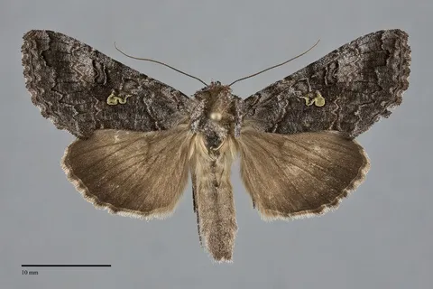 Syngrapha viridisigma